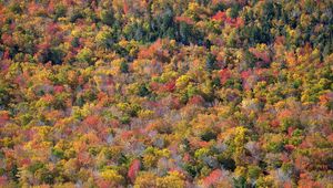 Preview wallpaper forest, trees, autumn, colorful, aerial view, nature
