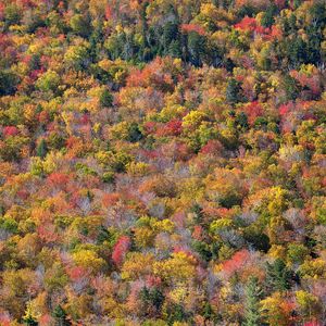 Preview wallpaper forest, trees, autumn, colorful, aerial view, nature