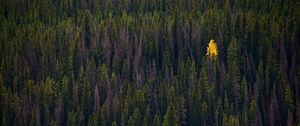 Preview wallpaper forest, trees, autumn, top view