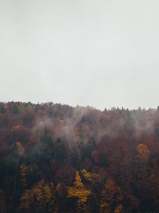 Preview wallpaper forest, trees, autumn, landscape, nature, sky