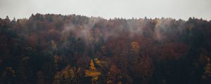 Preview wallpaper forest, trees, autumn, landscape, nature, sky