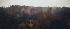 Preview wallpaper forest, trees, autumn, landscape, nature, sky