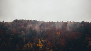 Preview wallpaper forest, trees, autumn, landscape, nature, sky