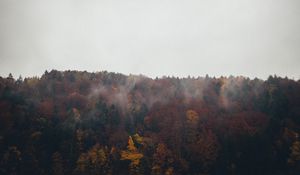 Preview wallpaper forest, trees, autumn, landscape, nature, sky