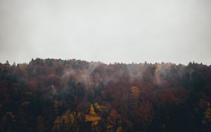 Preview wallpaper forest, trees, autumn, landscape, nature, sky