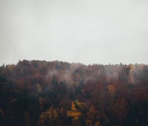 Preview wallpaper forest, trees, autumn, landscape, nature, sky