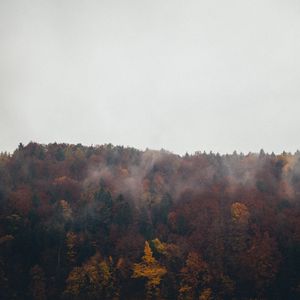 Preview wallpaper forest, trees, autumn, landscape, nature, sky