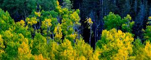Preview wallpaper forest, trees, autumn, yellow