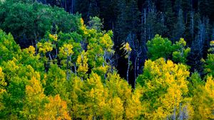 Preview wallpaper forest, trees, autumn, yellow