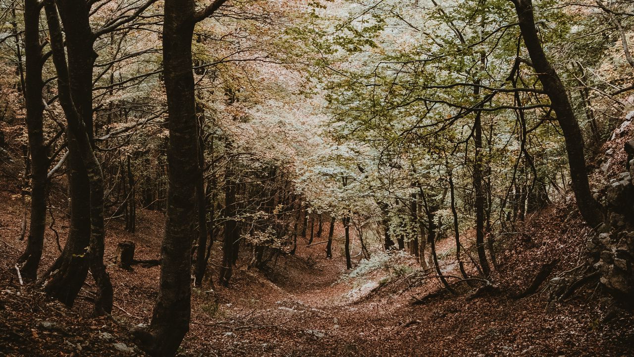 Wallpaper forest, trees, autumn, landscape, nature