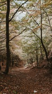 Preview wallpaper forest, trees, autumn, landscape, nature