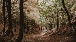 Preview wallpaper forest, trees, autumn, landscape, nature