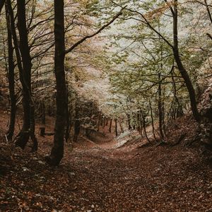 Preview wallpaper forest, trees, autumn, landscape, nature