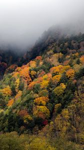 Preview wallpaper forest, trees, autumn, fog, nature