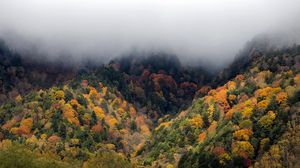 Preview wallpaper forest, trees, autumn, fog, nature