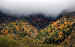 Preview wallpaper forest, trees, autumn, fog, nature