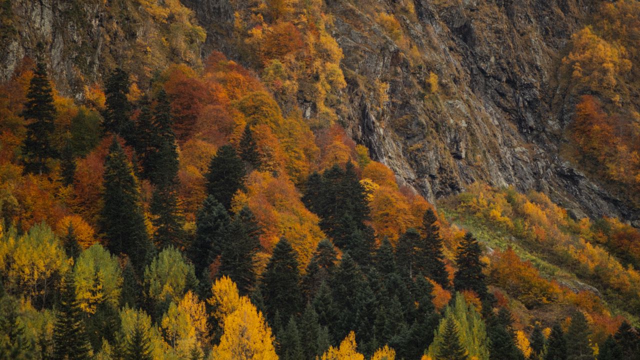 Wallpaper forest, trees, autumn, slope