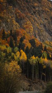 Preview wallpaper forest, trees, autumn, slope