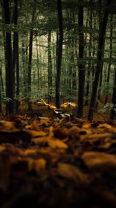 Preview wallpaper forest, trees, autumn, fallen leaves, nature
