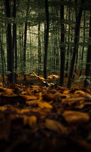 Preview wallpaper forest, trees, autumn, fallen leaves, nature