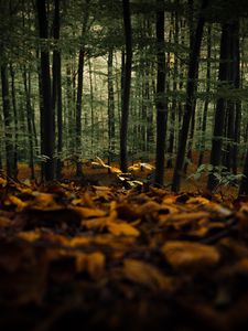 Preview wallpaper forest, trees, autumn, fallen leaves, nature