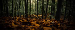 Preview wallpaper forest, trees, autumn, fallen leaves, nature