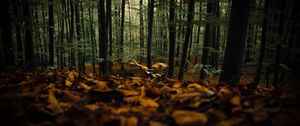 Preview wallpaper forest, trees, autumn, fallen leaves, nature