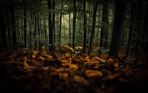 Preview wallpaper forest, trees, autumn, fallen leaves, nature