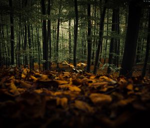 Preview wallpaper forest, trees, autumn, fallen leaves, nature