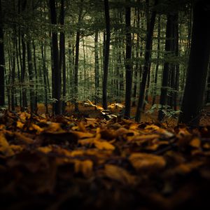 Preview wallpaper forest, trees, autumn, fallen leaves, nature