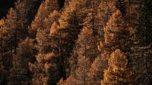 Preview wallpaper forest, trees, autumn, brown