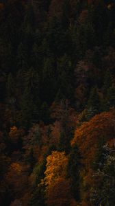 Preview wallpaper forest, trees, autumn, nature