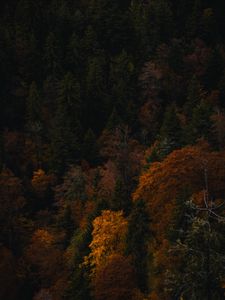 Preview wallpaper forest, trees, autumn, nature