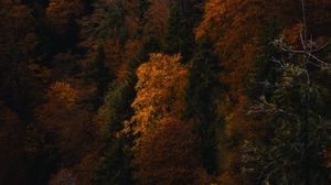 Preview wallpaper forest, trees, autumn, nature