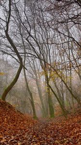 Preview wallpaper forest, trees, autumn, fog