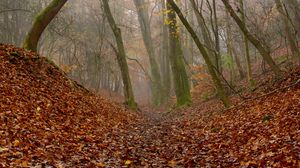 Preview wallpaper forest, trees, autumn, fog