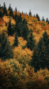 Preview wallpaper forest, trees, autumn, yellow, green