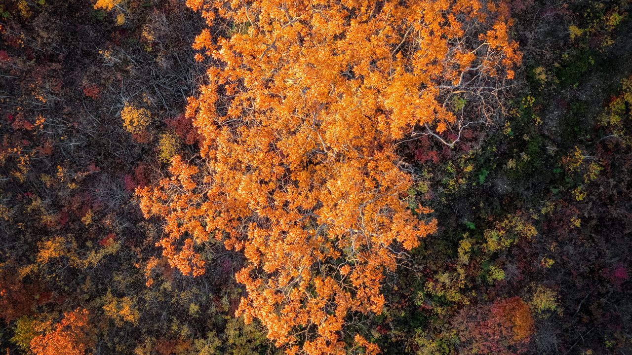 Wallpaper forest, trees, autumn, aerial view, nature