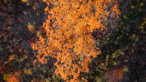 Preview wallpaper forest, trees, autumn, aerial view, nature