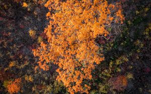 Preview wallpaper forest, trees, autumn, aerial view, nature