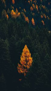 Preview wallpaper forest, trees, autumn, aerial view, landscape