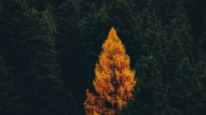 Preview wallpaper forest, trees, autumn, aerial view, landscape