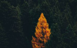Preview wallpaper forest, trees, autumn, aerial view, landscape