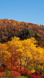 Preview wallpaper forest, trees, autumn, landscape