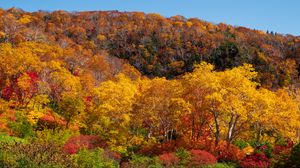 Preview wallpaper forest, trees, autumn, landscape