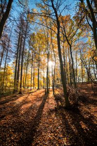 Preview wallpaper forest, trees, autumn, sun, light, landscape