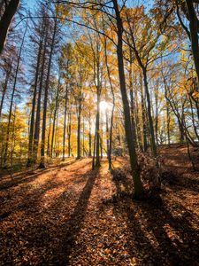 Preview wallpaper forest, trees, autumn, sun, light, landscape