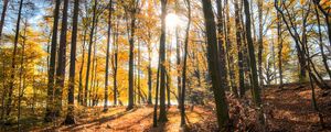 Preview wallpaper forest, trees, autumn, sun, light, landscape