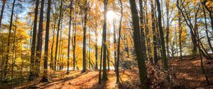 Preview wallpaper forest, trees, autumn, sun, light, landscape