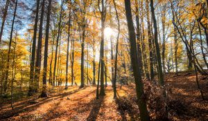 Preview wallpaper forest, trees, autumn, sun, light, landscape